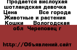 Продается вислоухая шотландская девочка › Цена ­ 8 500 - Все города Животные и растения » Кошки   . Вологодская обл.,Череповец г.